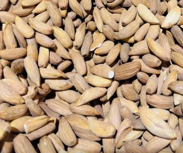 Shelled Almond — Nut