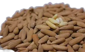 Afghan Chilgoza — Pine Nuts