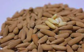 Afghan Chilgoza — Pine Nuts